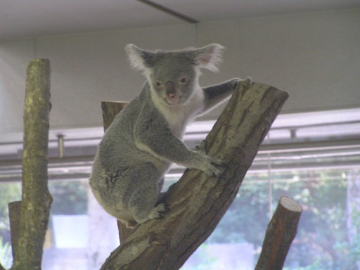 オセアニア区 ユーラシア区などの動物